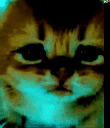 :Chaton_fou2026: