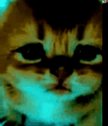 :Chaton_fou2026: