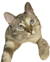 :bagoober: