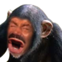 LeRisiSinge0