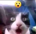 :Shocked_cat: