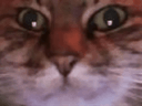:ChatZoomVagues: