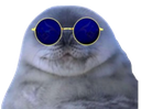 :Phoque_Notreadyent:
