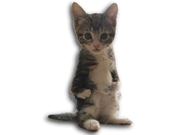 :chaton_deter: