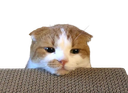:ggomo2: