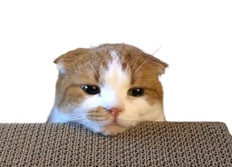 :ggomo2: