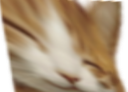 :Chat_large: