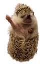 :Herisson: