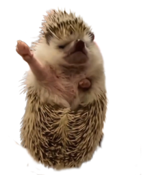 :Herisson: