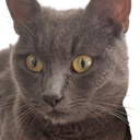 :Chat_errant: