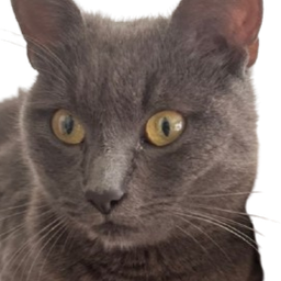 :Chat_errant: