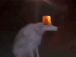 :Chien_lumiere: