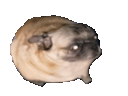 :chiendanse: