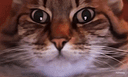 :chat_zoom_ridi2: