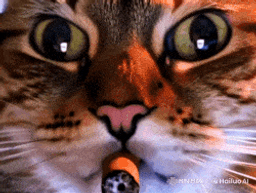 :ChatZoomFume: