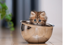 :Copain_chat_mignon:
