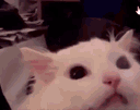 :Chat_Cris: