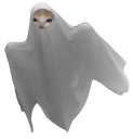 :chat_fantome2: