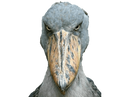 :shoebill_stare:
