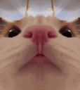 :Chat_leche_double: