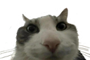 :chatin: