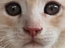 :ChatChoquer: