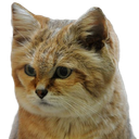 :chat_desert_triste:
