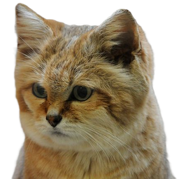 :chat_desert_triste: