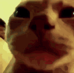 :Destined_to_be_cat: