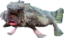 :poissonchauvesouris3: