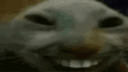 :chatvicieux2: