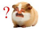 :hamster_question: