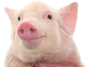 :cochon_: