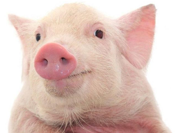 :cochon_: