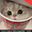 Photo de profil de PetitsFours