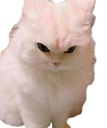 :Chat_fache_: