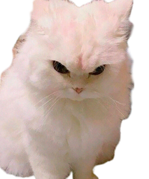 :Chat_fache_: