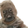 Photo de profil de Desertin
