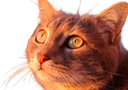 :chat_orange2: