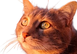 :chat_orange2: