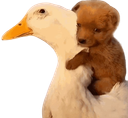 :chiot_canard: