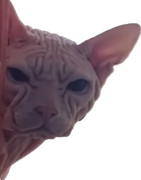 :miaaaou: