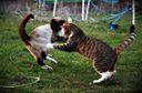 :chatCombat: