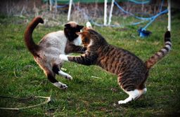 :chatCombat: