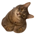 :Chatcoucasse: