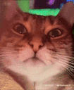 :chatzoomguitare2: