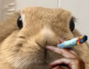 :Lapinfume:
