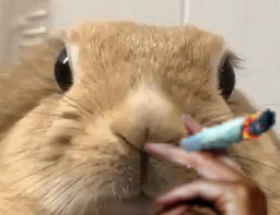 :Lapinfume: