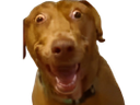 :TEDDI-TARAX: