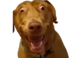 :TEDDI-TARAX: